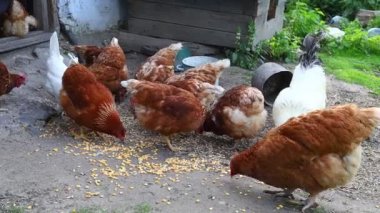 Tavuklar köyde otlanıyor.