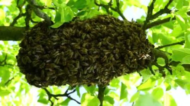 Ağaçta oturan arı sürüsü