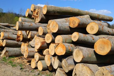 Kesilmiş ağaç gövdeleri bir sürü orman.