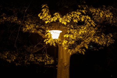 Parktaki bir ağacın altında sarı fener.