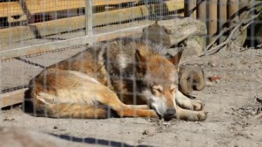 Hayvanat bahçesindeki üzgün kurt