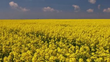 Sarı tecavüz ve mavi gökyüzü