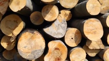 Yakın plan kesilmiş ağaç gövdeleri.