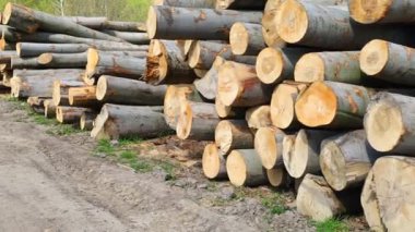 Yakın plan kesilmiş ağaç gövdeleri.