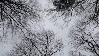 Korkunç gökyüzü ve yapraksız orman