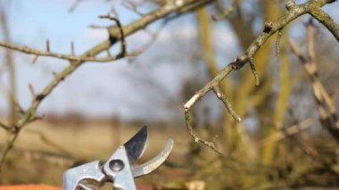 Secateurs bahçedeki dalları kesiyor ve baharda çalışıyor