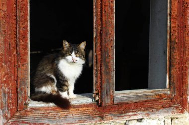 Yalnız, mutsuz bir kedi pencerede oturuyor.