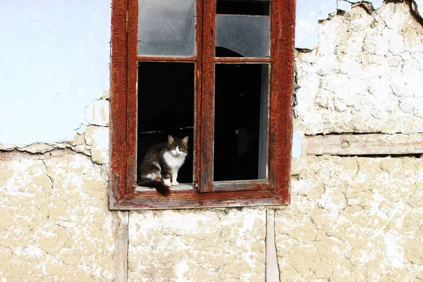 버려진 고양이 — 스톡 사진