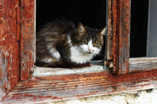 Покинутий Сірий Кіт Старому Будинку — стокове фото