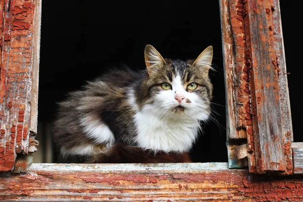 Самотній Нещасний Кіт Сидить Вікні — стокове фото