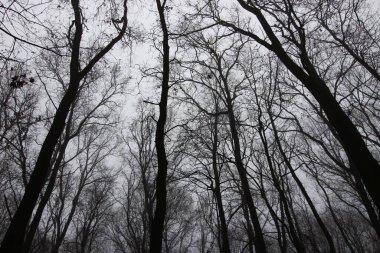 Yapraksız soyut sonbahar ormanı