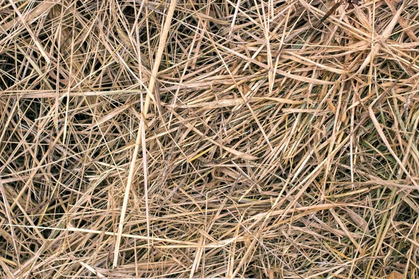 Dry Grass Hay Texture Background — Stock Photo, Image