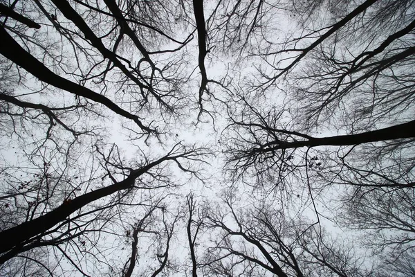 Céu Uma Floresta Outono Assustadora — Fotografia de Stock
