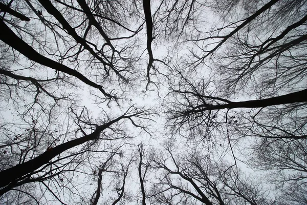 Lucht Een Eng Herfstbos — Stockfoto