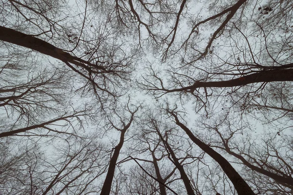 Céu Uma Floresta Outono Assustadora — Fotografia de Stock