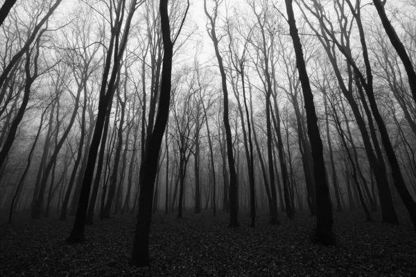 Niebo Strasznym Jesiennym Lesie — Zdjęcie stockowe