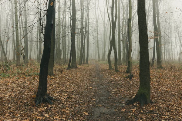 Őszi Ködös Erdő Levelek Nélkül — Stock Fotó