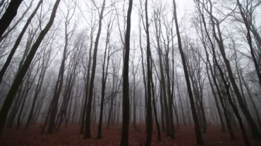 Yapraksız büyülü sonbahar sisli ormanı