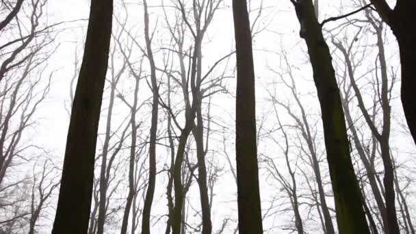 Μαγικό Φθινόπωρο Ομιχλώδες Δάσος Χωρίς Φύλλα — Αρχείο Βίντεο