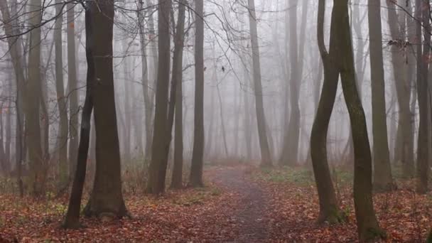 Varázslatos Őszi Ködös Erdő Levelek Nélkül — Stock videók