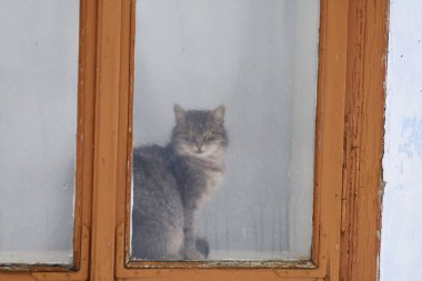 Pencerenin kenarında oturan güzel gri kedi yavrusu