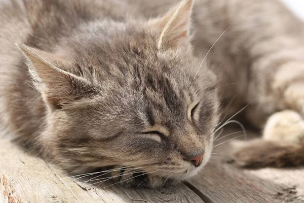 Hermosa Mascota Gato Gris Durmiendo — Foto de Stock