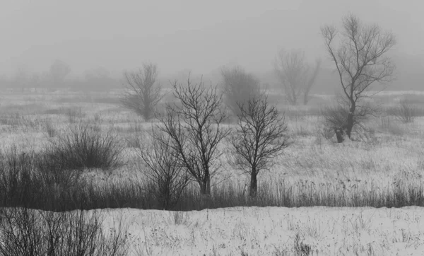 Минималистский Зимний Пейзаж Снегом Деревьями — стоковое фото