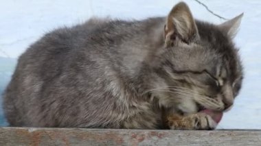 Gray cat pet flaunts and cleans