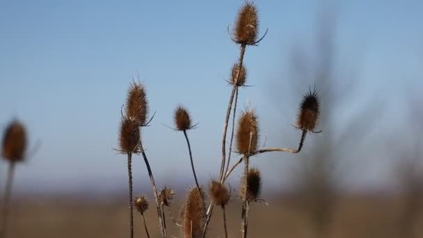 Dry Thistle Plant Sways Wind — Vídeo de Stock