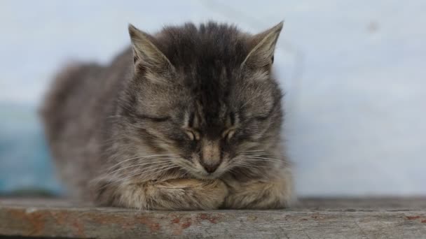 Vackra Grå Katt Husdjur Sover — Stockvideo