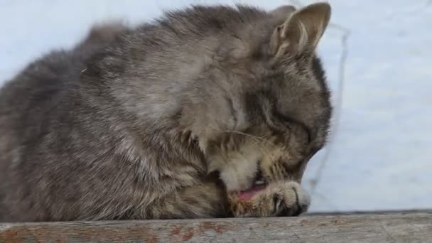 Gray Cat Pet Flaunts Cleans — ストック動画