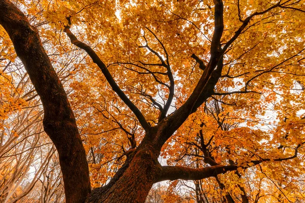 속에서부터 가을에난노란 나무의 — 스톡 사진