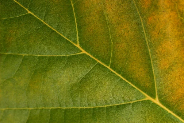 Bella Foglia Verde Vicino — Foto Stock