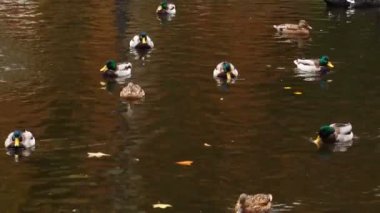 Many wild ducks swim on the river