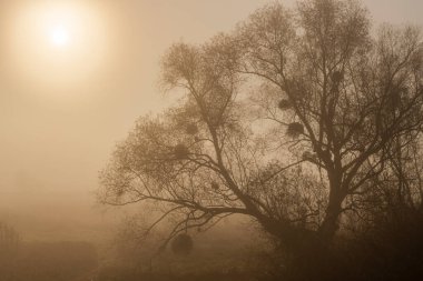 Yaz manzarasında güzel bir ağaç ve sis