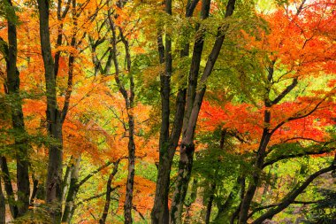 Sonbaharda güzel ağaçlar parlak renklerdir.