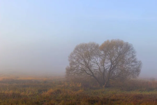 Beautiful Tree Fog Summer Landscape Place Text Cope Space — Stock Photo, Image