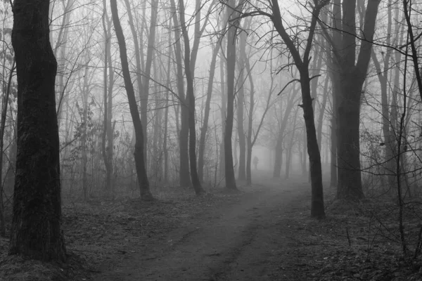 Spätherbstwald Nebel — Stockfoto