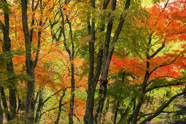 Belas Árvores Outono São Cores Brilhantes — Fotografia de Stock