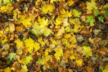 Sonbaharda yerde sarı yapraklar