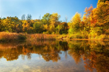 Güzel sonbahar gölü ve sarı ağaçlar