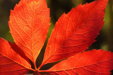 Güzel kırmızı yapraklar sonbaharda yakınlaşır.