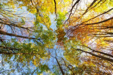 Sonbaharda sarı ağaçların tepeleri