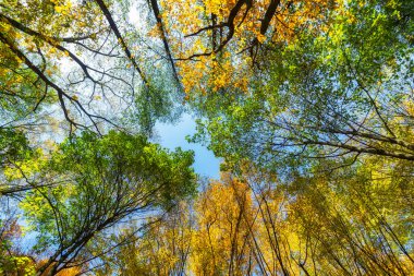 Sonbaharda sarı ağaçların tepeleri