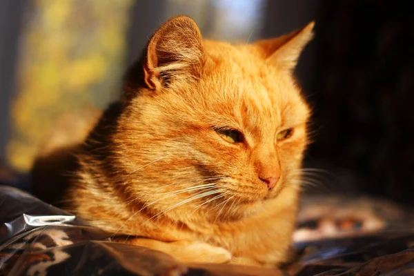Червоний Кіт Відпочиває Крупним Планом — стокове фото