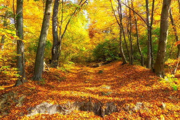 Bela Floresta Outono Árvores Amarelas — Fotografia de Stock