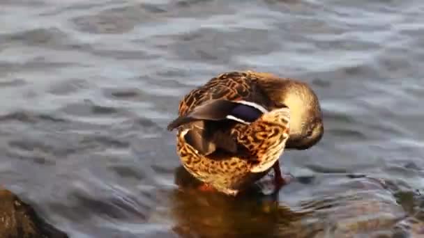 Duck Bird Taps Water — Stockvideo