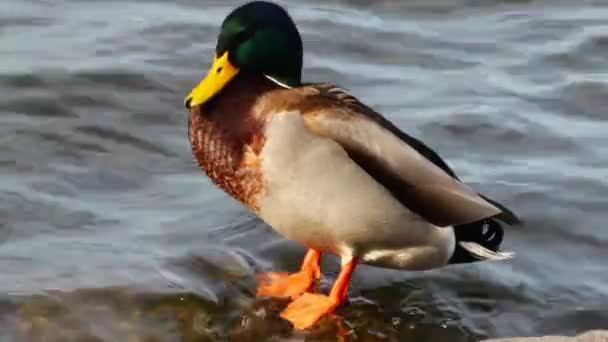 Beautiful Wild Duck Water Lake — Stockvideo