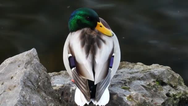 Beautiful Wild Duck Water Lake — Wideo stockowe