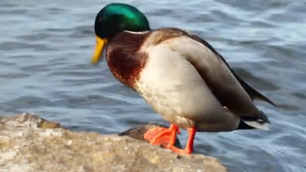 Beautiful Wild Duck Water Lake — Stockvideo